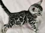 Silver Clouded Female Lilac Collar - Bengal Cat For Sale - Bradner&comma; OH&comma; US
