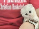 Scottish forl Luna - Scottish Fold Cat For Sale - Lincoln&comma; NE&comma; US
