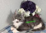 Black smoke and white poly boy - Maine Coon Cat For Sale - Fort Worth&comma; TX&comma; US