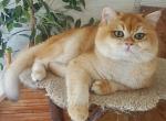 VIKY - British Shorthair Cat For Sale - Quinlan&comma; TX&comma; US