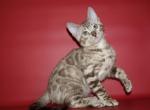 Loki - Bengal Cat For Sale - Hollywood&comma; FL&comma; US