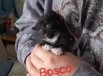 Polydactyl Valentines - Polydactyl Cat For Sale - WI&comma; US