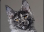 Lilu - Maine Coon Cat For Sale - Brighton&comma; CO&comma; US