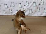 Kitten E4 - Abyssinian Cat For Sale - Brooklyn&comma; NY&comma; US