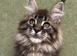 Lion - Maine Coon Cat For Sale - Brighton&comma; CO&comma; US