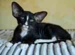 Cowboy - Oriental Cat For Sale - Pembroke Pines&comma; FL&comma; US