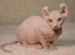 Angel - Sphynx Cat For Sale - Pembroke Pines&comma; FL&comma; US