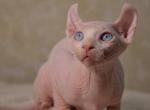 Beckham - Sphynx Cat For Sale - Pembroke Pines&comma; FL&comma; US