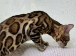 Mustang - Bengal Cat For Sale - Brighton&comma; CO&comma; US