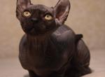Berry - Sphynx Cat For Sale - Pembroke Pines&comma; FL&comma; US