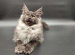 Beckett - Maine Coon Cat For Sale - Brighton&comma; CO&comma; US
