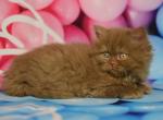 H&iecy;len - British Shorthair Cat For Sale - Pembroke Pines&comma; FL&comma; US