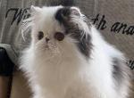 Here I am the girl youve been looking for - Persian Cat For Sale - Chowchilla&comma; CA&comma; US