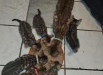 Kiara and Mufasa's litter - Bengal Cat For Sale - Tallahassee&comma; FL&comma; US