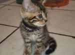 Black male - Bengal Cat For Sale - Tallahassee&comma; FL&comma; US