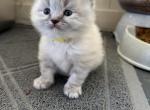 Betty - Himalayan Cat For Sale - Peoria&comma; IL&comma; US