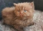 Kiryusha - British Shorthair Cat For Sale - Los Angeles&comma; CA&comma; US