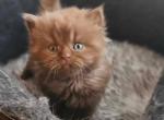 Kirusha - British Shorthair Cat For Sale - Chicago&comma; IL&comma; US