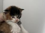 Sara - Maine Coon Cat For Sale - 