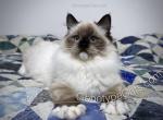 Asha - Ragdoll Cat For Sale - Tuscaloosa&comma; AL&comma; US