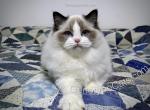 Angus - Ragdoll Cat For Sale - Tuscaloosa&comma; AL&comma; US