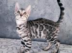 Fenix - Bengal Cat For Sale - Hollywood&comma; FL&comma; US