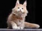 Neon - Maine Coon Cat For Sale - Hollywood&comma; FL&comma; US