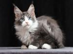 Confetti - Maine Coon Cat For Sale - Hollywood&comma; FL&comma; US