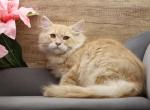 Ivaan of RomanovCats - Siberian Cat For Sale - Ashburn&comma; VA&comma; US