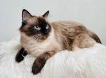 Cinder - Ragdoll Cat For Sale - Butler&comma; PA&comma; US
