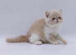 Lilu - Exotic Cat For Sale - Pembroke Pines&comma; FL&comma; US