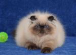 Magic Moment - Persian Cat For Sale - Pembroke Pines&comma; FL&comma; US