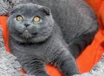 Iris - Scottish Fold Cat For Sale - Norwalk&comma; CT&comma; US