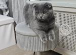 Philip - Scottish Fold Cat For Sale - New York&comma; NY&comma; US