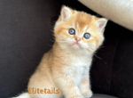 British Golden Shorthaired male kitten - British Shorthair Cat For Sale - Thornton&comma; CO&comma; US