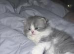 Bicolor Female 1 - Persian Cat For Sale - Dearborn&comma; MI&comma; US