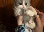 Bicolor Female 2 - Persian Cat For Sale - Dearborn&comma; MI&comma; US