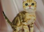Chester - Scottish Fold Cat For Sale - Brooklyn&comma; NY&comma; US