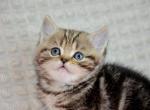 Hlopchyk - Scottish Straight Cat For Sale - Brooklyn&comma; NY&comma; US