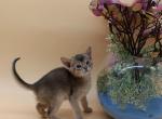 Blueberry - Abyssinian Cat For Sale - Brooklyn&comma; NY&comma; US