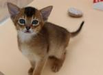 BlackBerry - Abyssinian Cat For Sale - Brooklyn&comma; NY&comma; US