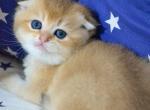 Hloya - Scottish Fold Cat For Sale - Brooklyn&comma; NY&comma; US