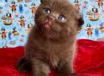 Baloo Fold - Scottish Fold Cat For Sale - Brooklyn&comma; NY&comma; US