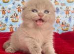 Betti - Scottish Fold Cat For Sale - Brooklyn&comma; NY&comma; US