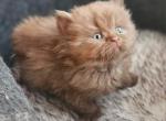 Frank - British Shorthair Cat For Sale - Brooklyn&comma; NY&comma; US