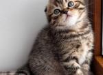 Coffee - Scottish Fold Cat For Sale - Brooklyn&comma; NY&comma; US