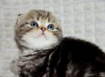 Horobchyk - Scottish Fold Cat For Sale - Brooklyn&comma; NY&comma; US