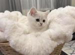 Hermes - British Shorthair Cat For Sale - Phila&comma; PA&comma; US