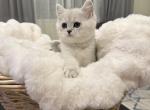 Athena - British Shorthair Cat For Sale - Phila&comma; PA&comma; US