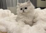 Eros - British Shorthair Cat For Sale - Phila&comma; PA&comma; US